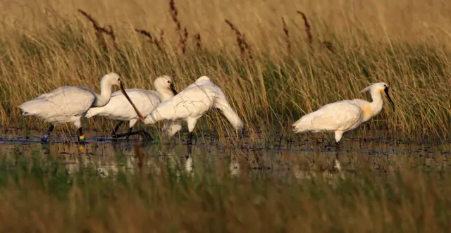 Fauna Gornjeg Podunavlja