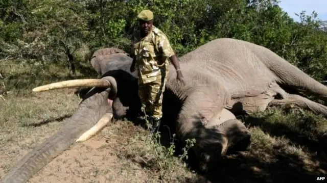 हाथी, केन्या, हाथीदांत, हाथीदांत की तस्करी