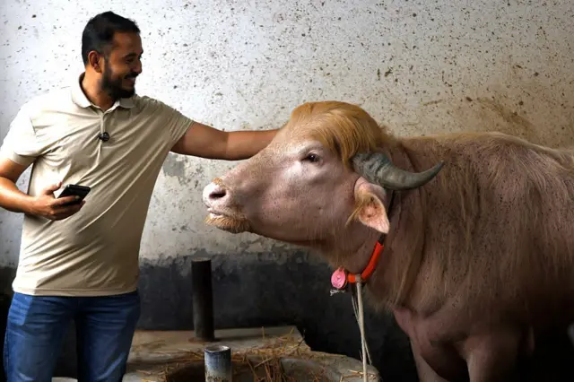 বাংলাদেশের নারায়ণগঞ্জের একটি খামারে প্রায় ৭০০ কেজি ওজনের বিরল অ্যালবিনো মহিষের সাথে ছবি তুলছেন এক দর্শনার্থী। গোলাপি আভাযুক্ত চামড়া, সোনালি রঙের লোম এবং চুলের ধরনের কারণে খামার কর্তৃপক্ষ এর নাম রেখেছে 'ডোনাল্ড ট্রাম্প'।