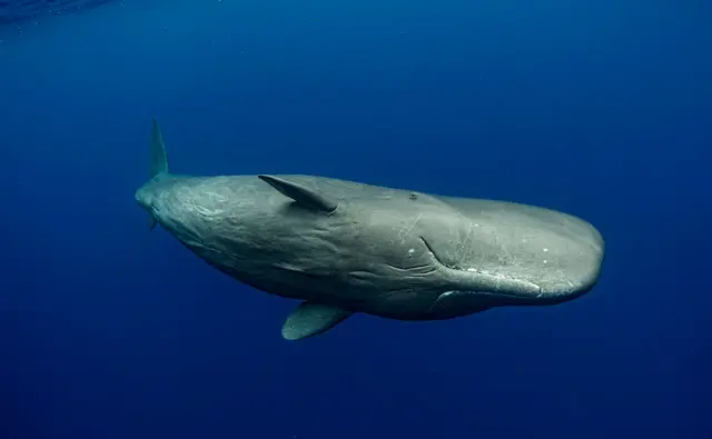 Une femelle cachalot