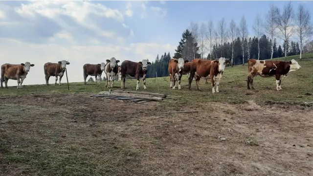 Dragica Rosić vodi imanje sa suprugom Draganom