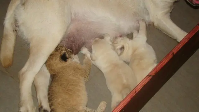 Dog breastfeed an abandoned lion cub in Sri Lanka
