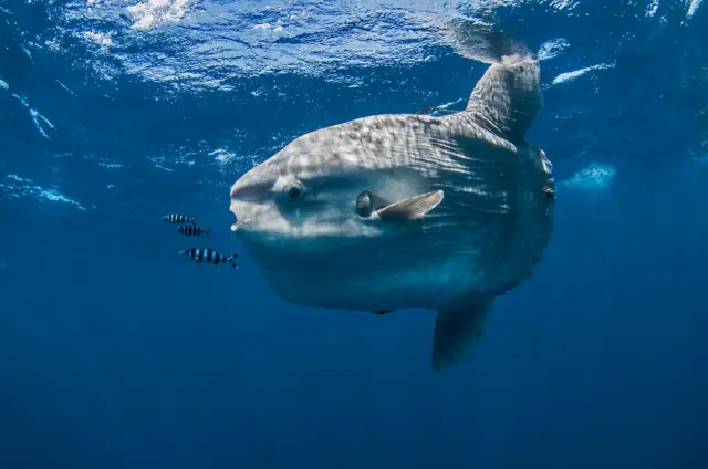 Peixe-luabr betano cassinoMagadalena bay, Baja California, México