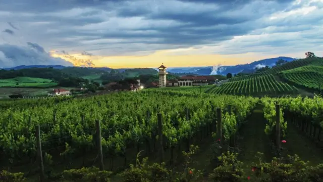 مزرعة كروم في بينتو غونكالفيس