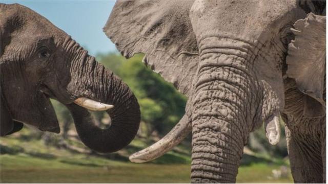 在the Makgadikgadi Pans國家公園，一頭年輕雄象和一頭年長公象在一起。