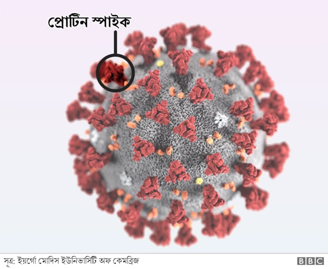 প্রোটিন স্পাইক