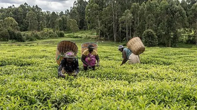 Mashamba ya chai