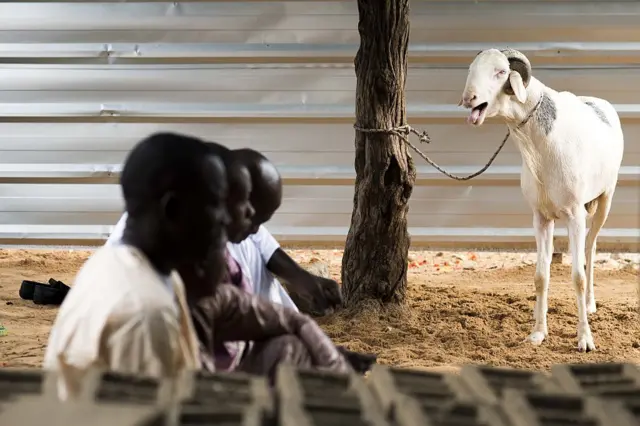 Un animal sacrificiel est visible lors de la fête musulmane de l'Aïd al-Adha, après la prière de l'Aïd al-Adha (Fête du Sacrifice) accomplie par des musulmans sénégalais à la Grande Mosquée des Parcelles Assainies, à Dakar, au Sénégal, le 12 septembre 2016. 