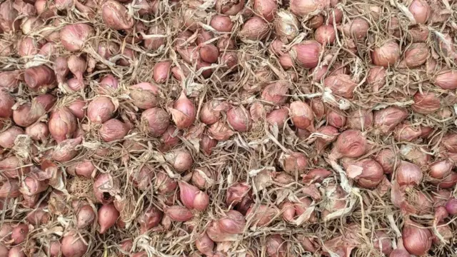 அறுவடை ஆகியுள்ள சின்ன வெங்காயம்