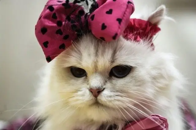 பூனைகள் 