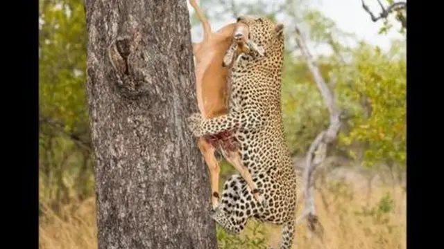 Ikiwa Chui hatompandisha mnyama huyo mtini basi ako kwenye hatari ya kumpoteza kwa fisi na simba.