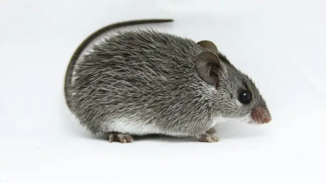 afrički bodljikav miš