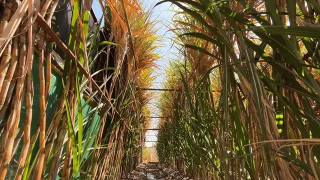 महाराष्ट्रासाठी ऊस हे महत्त्वाचं पीक. 