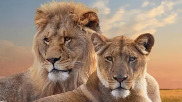 પ્રોજેક્ટ લાયન શું છે, સિંહો, સાસણ ગીર, ગીર સોમનાથ જૂનાગઢ, નરેન્દ્ર મોદી, વાઇલ્ડ લાઇફ બોર્ડ, પ્રોજેક્ટ સ્તરે કામ, બીબીસી ગુજરાતી, બીબીસી ન્યૂઝ ગુજરાતી 