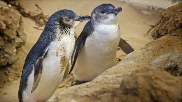 பெங்குவின்கள்