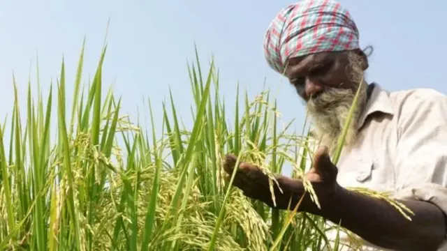 धान की खेती करता एक किसान