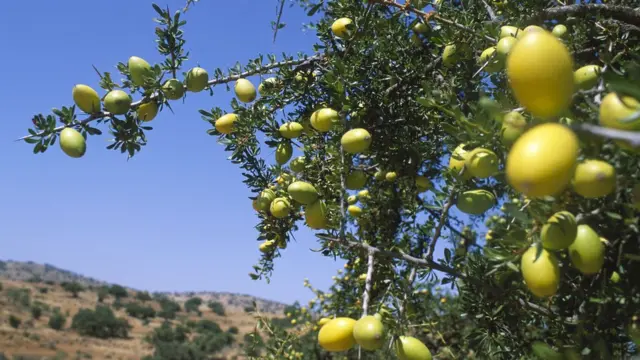 Argan meyvesi