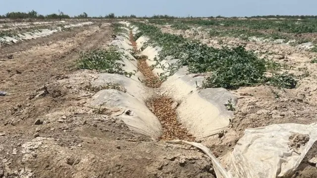 Азаттык радиосунун Казак кызматы, Түркстан облусу