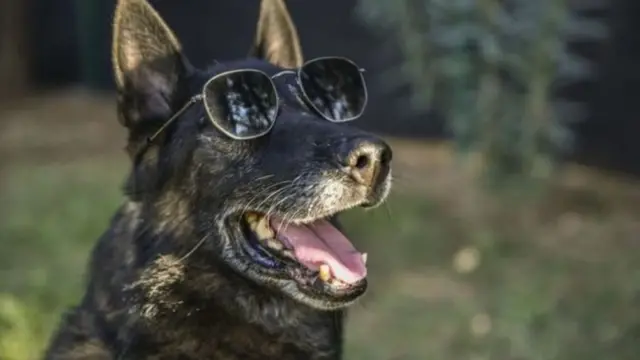 துருக்கியில் காவல் பணியில் 11 ஆண்டுகள் இருந்து ஓய்வு பெற்ற பெல்ஜியன் மலீன்வா வகை நாய். (கோப்புப்படம்)