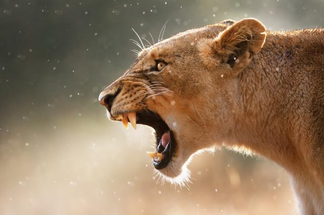 Lioness displays dangerous teeth during light rainstorm at Kruger National Park in South Africa.