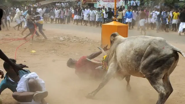 ஜல்லிக்கட்டு