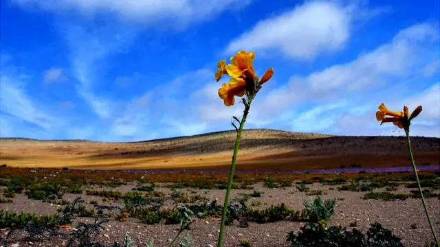 Desierto de Atacama