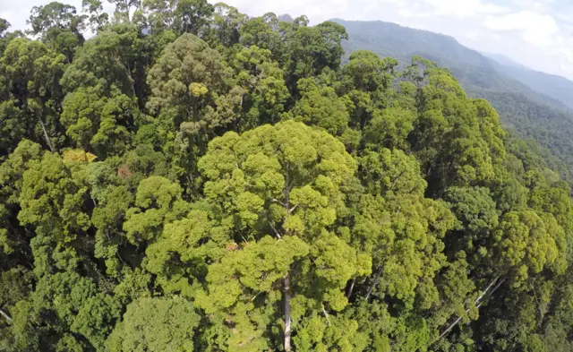 Bosque donde se encuentra Menara