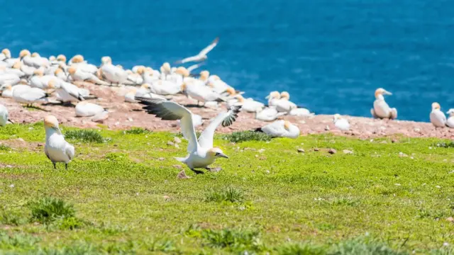 Aves