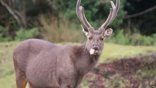 හෝටන් තැන්න