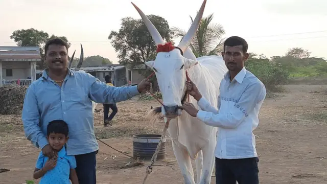 हरण्या बैल