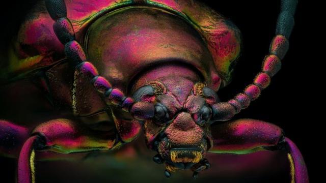 Foto microscópica de um escaravelho-vermelho