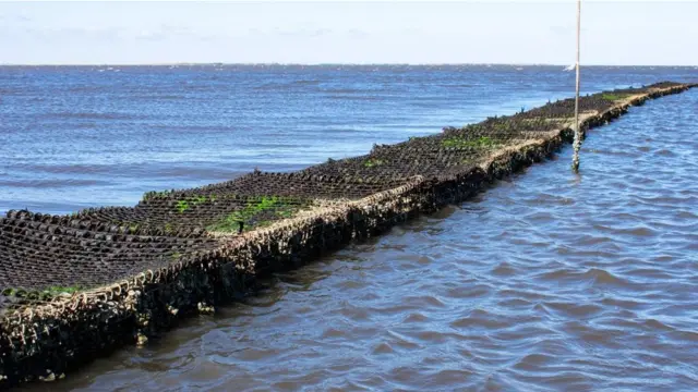 和混凝土或花岗岩相比，牡蛎壳构成的墙能带来更多益处