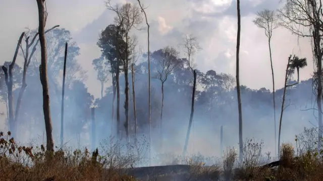 View of a burnt area after a fire in the Amazon rainforest near Novo Progresso, Para state, Brazil, on August 25, 2019