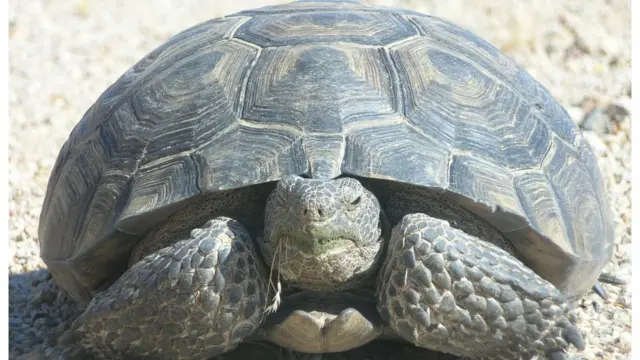 Tortuga del desierto