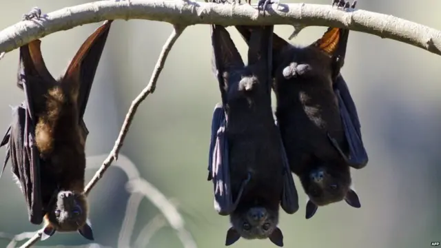 నిపా వైరస్ గబ్బిలం