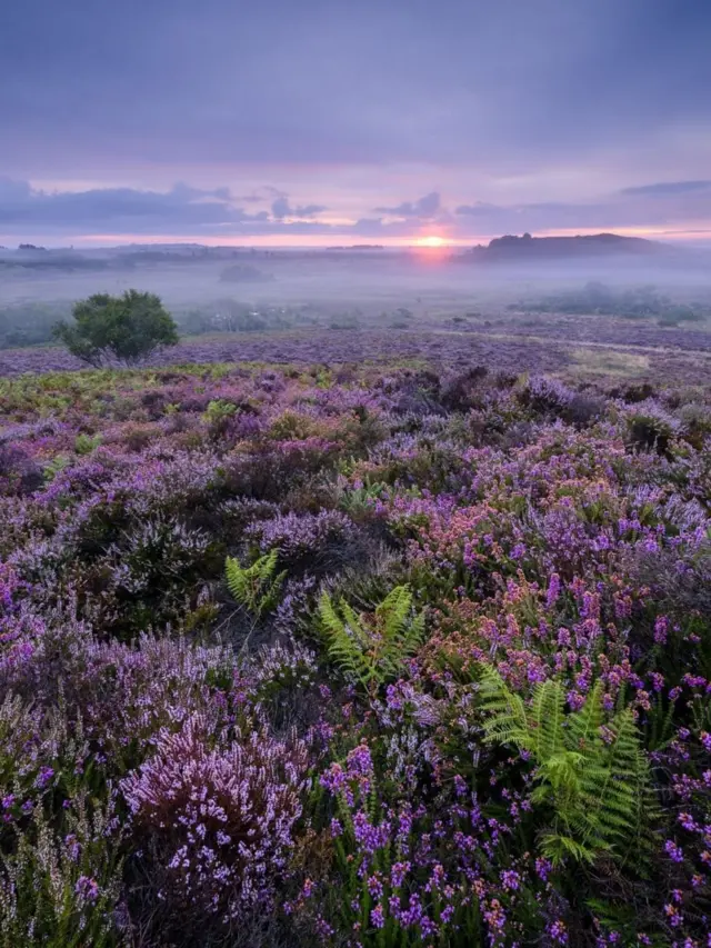 Mark Bauer dengan foto bunga heather ungu di Stoborough Heath National Nature Reserve, Dorset, Inggris.