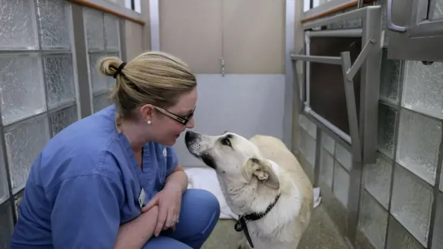 워싱턴의 한 동물보호소