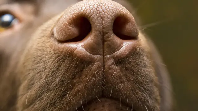 Close no focinhocassinos com bônus de cadastro se depósitoum labrador