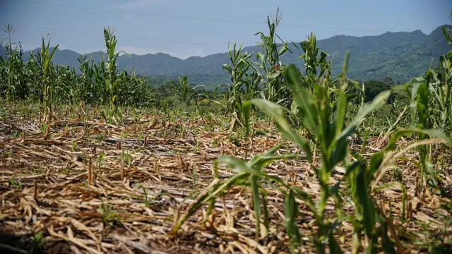 Un campo en Guatemala con cultivos secos