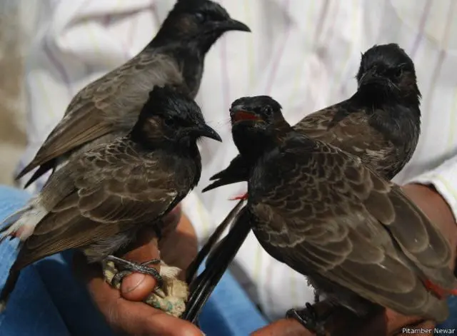 బుల్‌బుల్ పోటీ