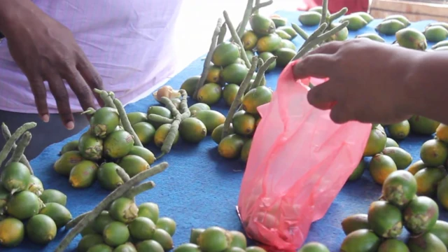 kanker mulut, tradisi pinang, perempuan, Papua