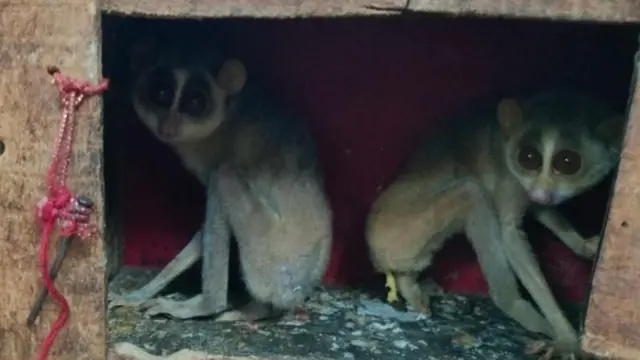 मेट्टुपालयम भागातील अंधश्रद्धेवर आधारित विधींमध्ये वापर करण्यासाठी बेकायदेशीरपणे ताब्यात ठेवण्यात आलेली देवांगांची पिल्लं