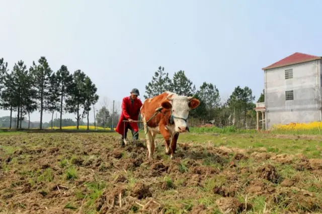 Бул сүрөт 2023-жылдын 5-мартында тартылган. Алардын турмушу миллиардерлердин жашоосуна эч караандабайт; ал эми маркум Маонун сөздөрү дагы эле алардын жүрөгүндө жаңырып турат.