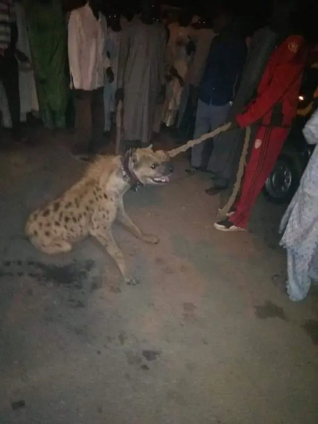 For years Hausa trado melecine pipo dey use hyena to advertise dia products