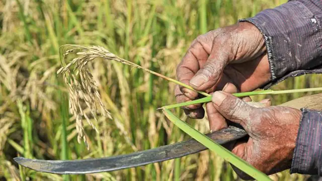 ব্লাস্টে আক্রান্ত ধানের চারাগুলো ছবিতে দেখতে পাকা ধানের মতো মনে হলেও বাস্তবে অধিকাংশ ধান সম্পূর্ণ শুকিয়ে চিটা হয়ে থাকে।