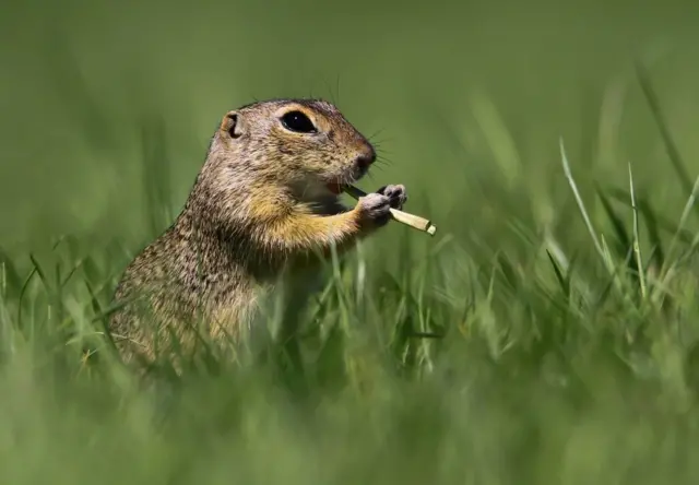 ‘ሃራሚት ሻምብቆ ኣብ ጓሳ’