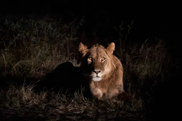 Лев біля національного парку в Зімбабве - фото ілюстративне