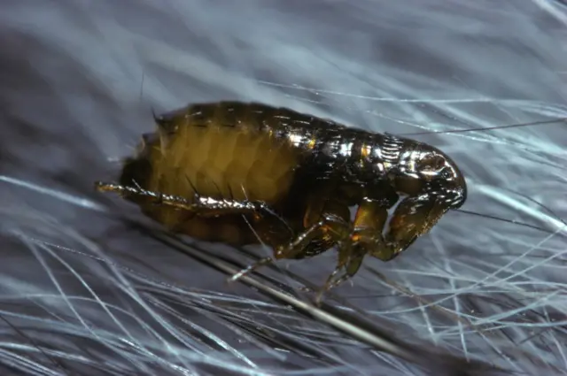 Блоха у шерсті