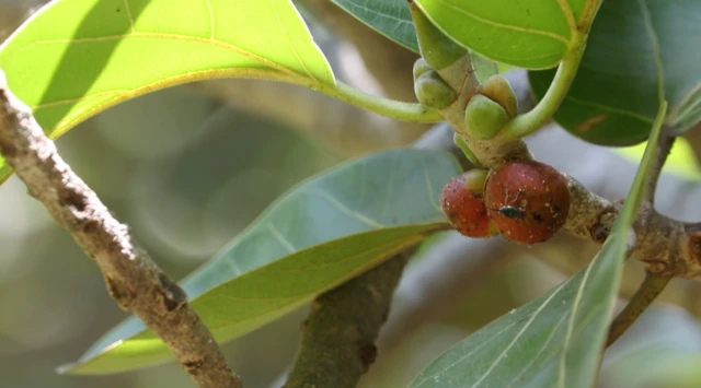 పిల్లలమర్రికి కొత్త చిగుళ్లు, ఆకులు, పండ్లు
