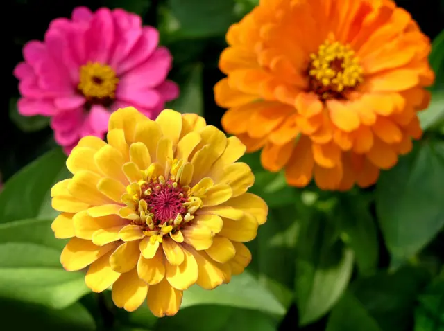zinnia